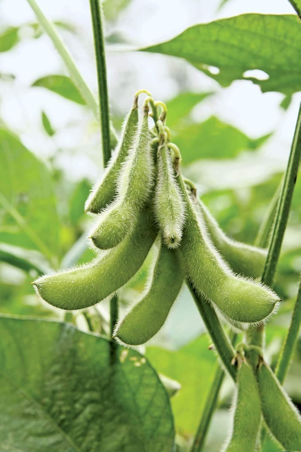 Isla’s Garden Non-GMO Soybean Seeds – 25 Heirloom Edible Beans for Growing