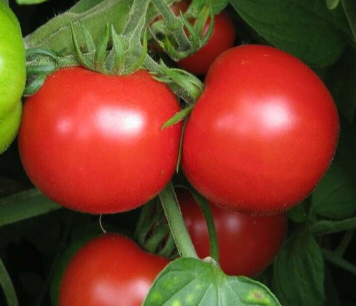SUB ARCTIC PLENTY TOMATO SEEDS 50+ DETERMINATE VEGETABLE GARDEN FREE SHIPPING