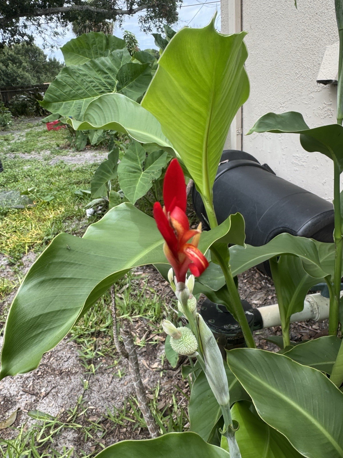 Canna indica | Red Canna Lily | Indian Shot | Edible Canna | 10 Seeds Fresh June