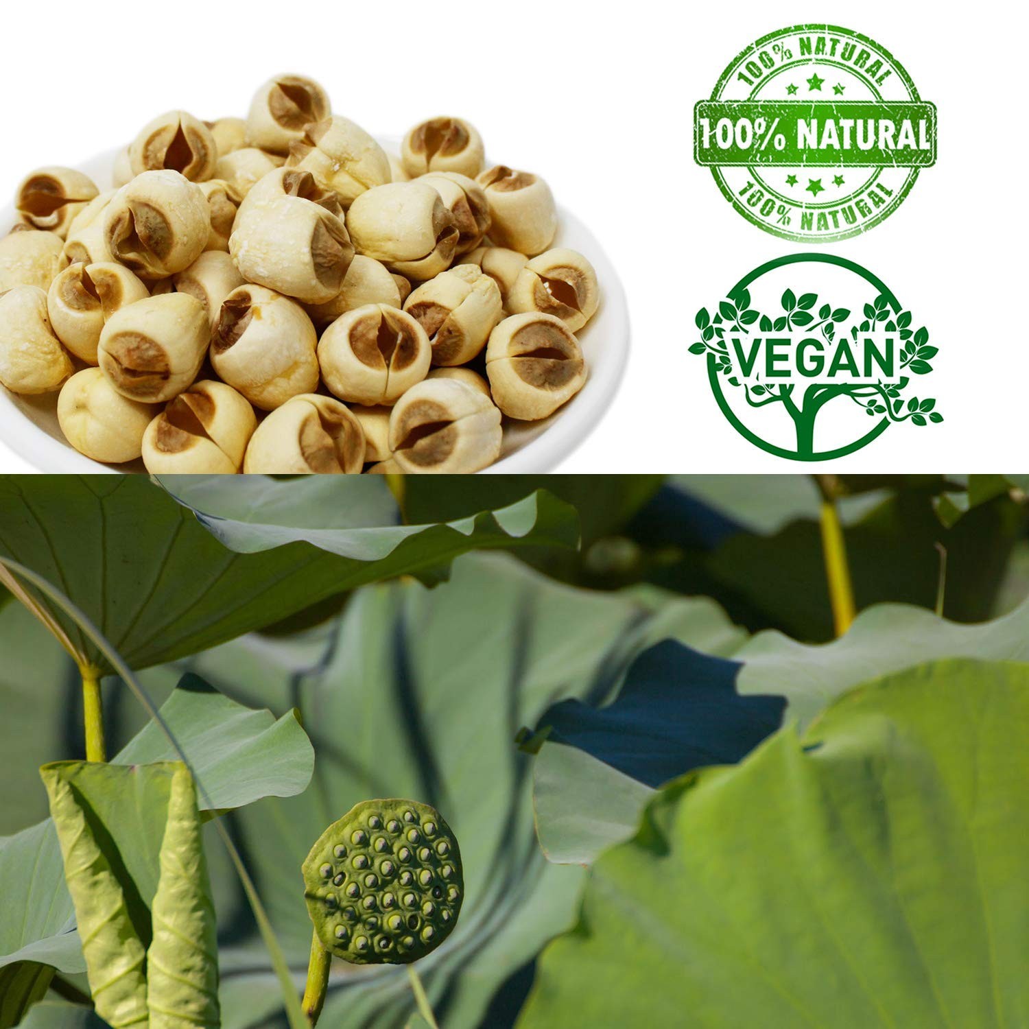 DOL Natural Dried Lotus Seeds Packed In USA 莲子干 8 Ounce,100% Natural, Dried W…
