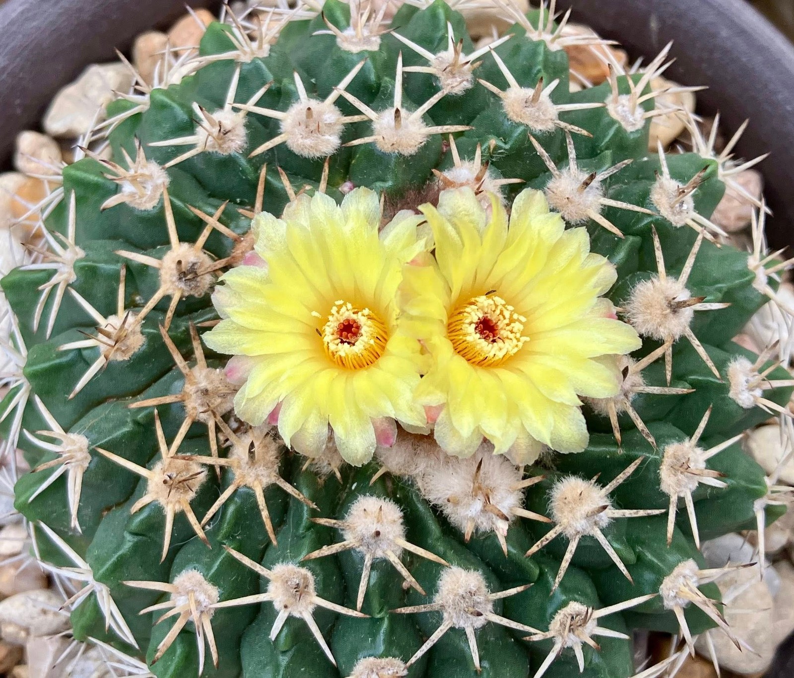 Seed- Parodia erinacea ‘cephalophorus’ 25-50+ seeds (2025)