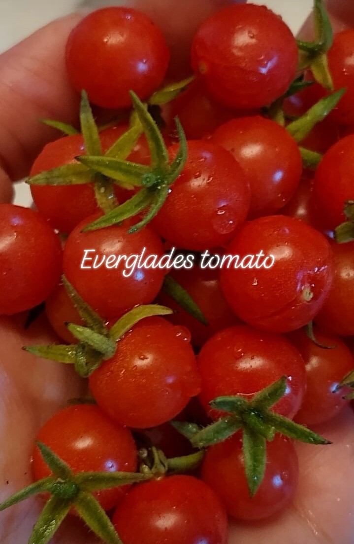 15+ NATIVE FLORIDA EVERGLADES TOMATO SEEDS May 2026 Harvest South Florida