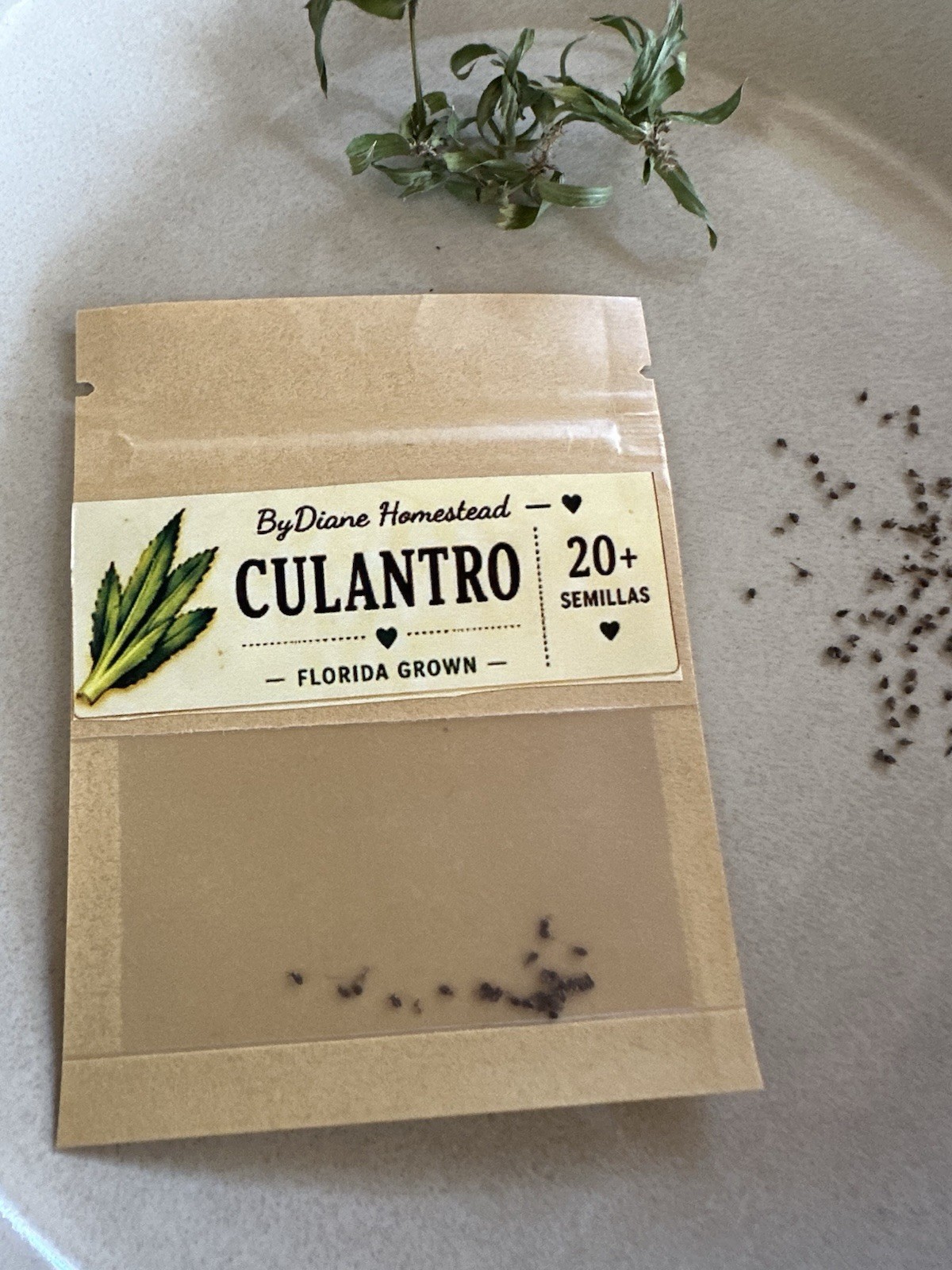ByDiane Homestead Culantro Herb Seeds 20+ Semillas Florida Grown