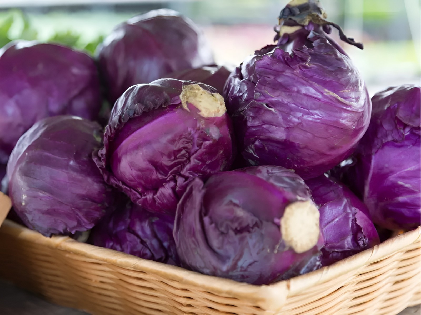 600 Heirloom Red Acre Cabbage Seeds – Classic Purple Cabbage Crisp&Tender NoNGMO