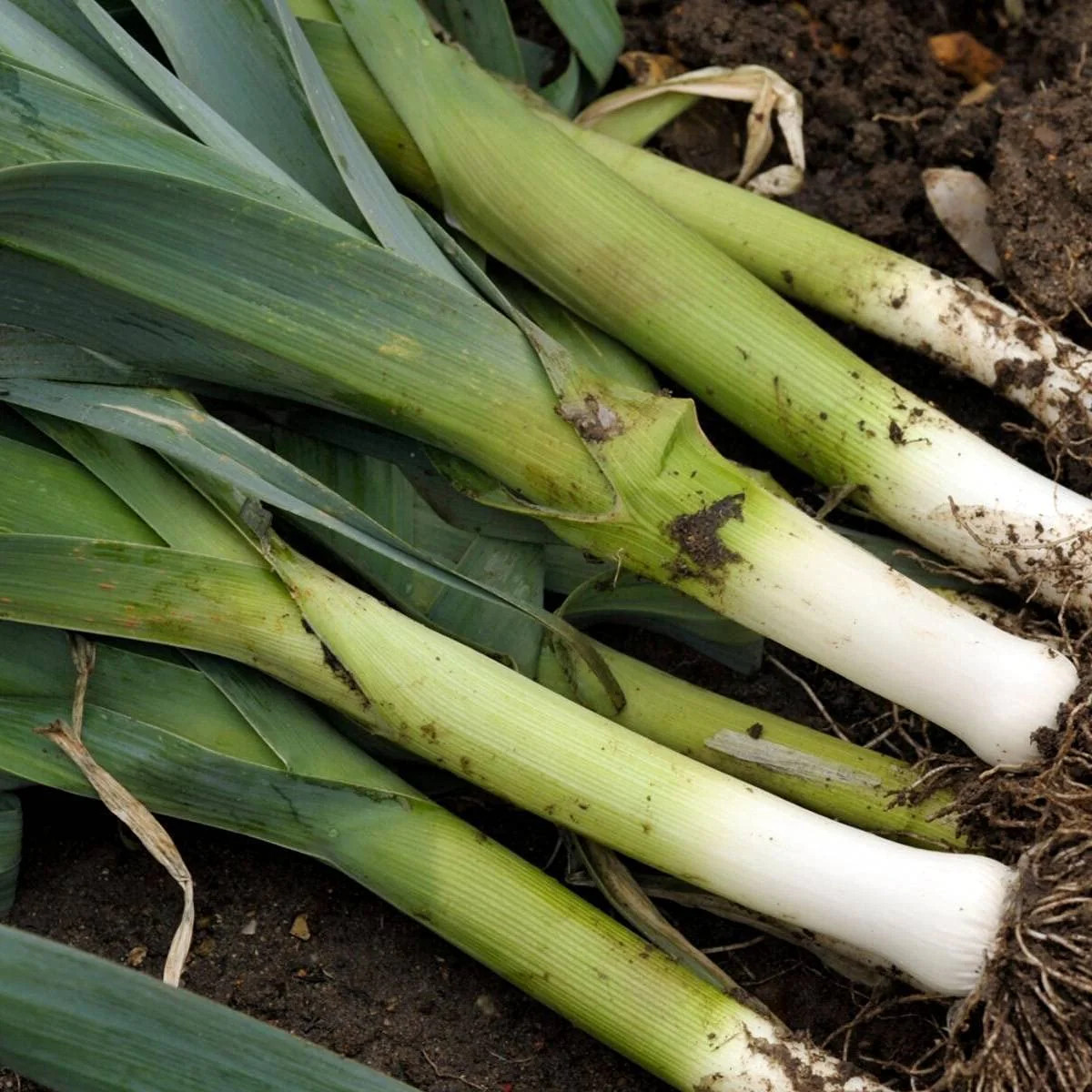 American Flag Leek Seeds | Ramps Scallion Green Onion Garden Vegetable Seed 2024