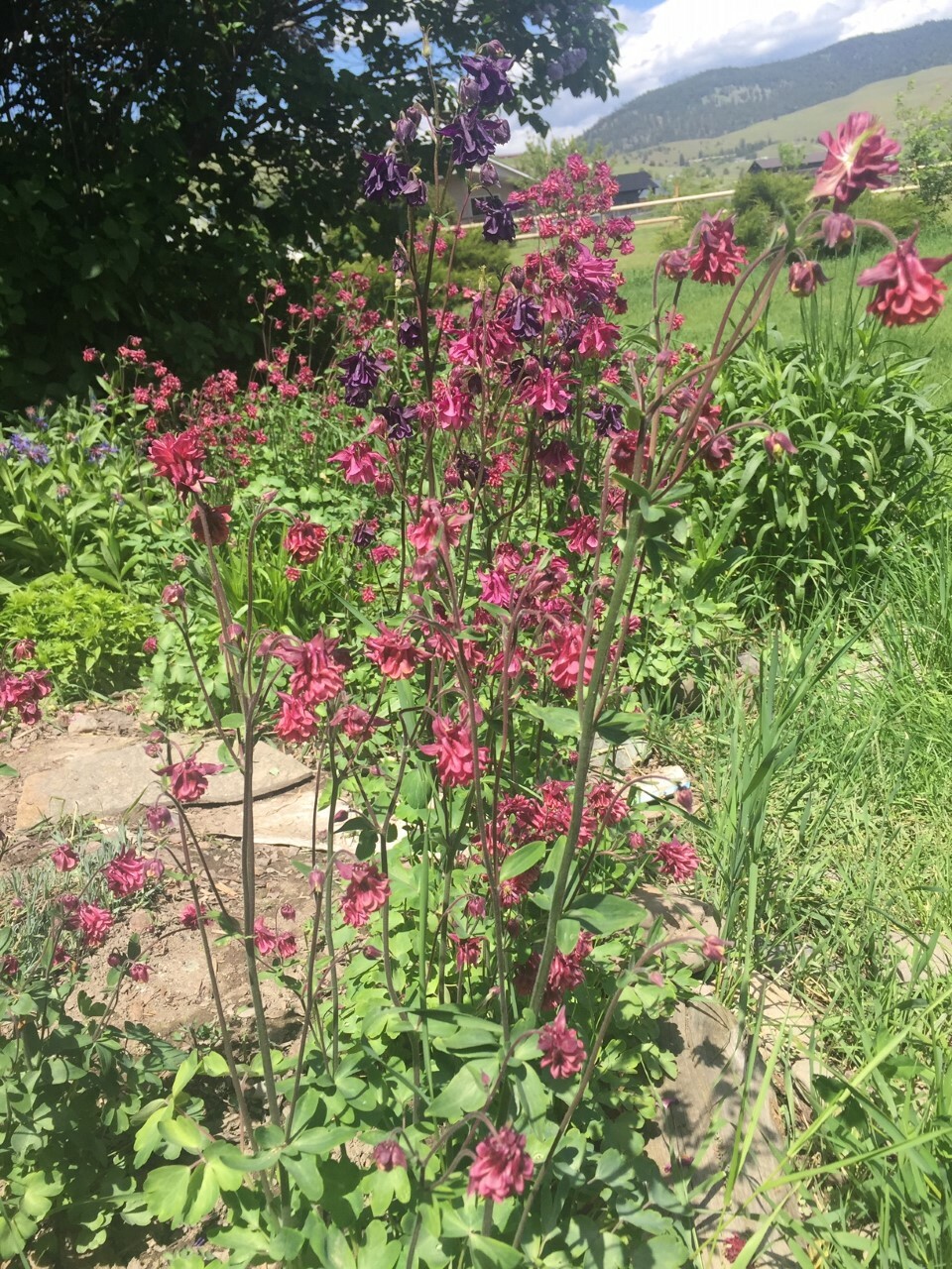 2 Mature AQUILEGIA DOUBLE PLEAT FLOWER Mix Color Freshly For Immediately Plant