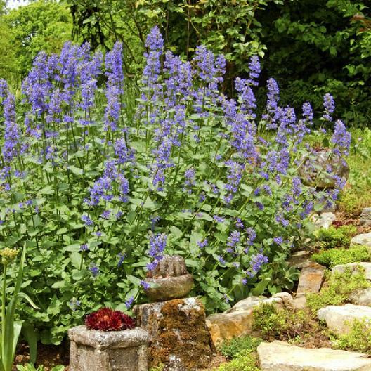 CATNIP Seeds Perennial Herb Cat Lovers Happy Kitty Cat Non-GMO 200 Seeds!