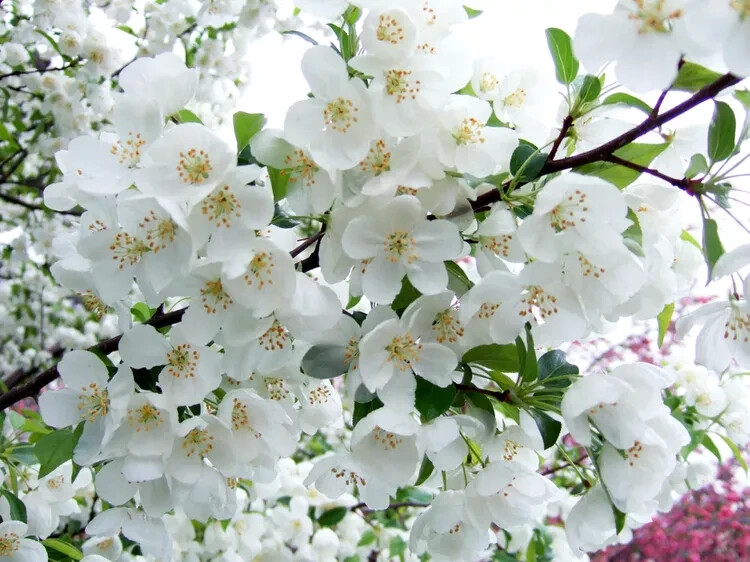 25+ Snowdrift Crabapple Seeds for Garden Planting – USA – FREE SHIPPING!