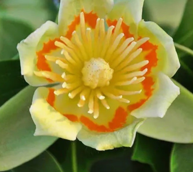 Bogo! 200 + Poplar Seeds (Liriodendron tulipifera) Native Organic Easy Fast Grow