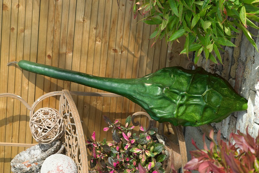 20 Caveman’s Club Dinosaur Gourd Seeds – Maranka Squash – Heiroloom —– RARE
