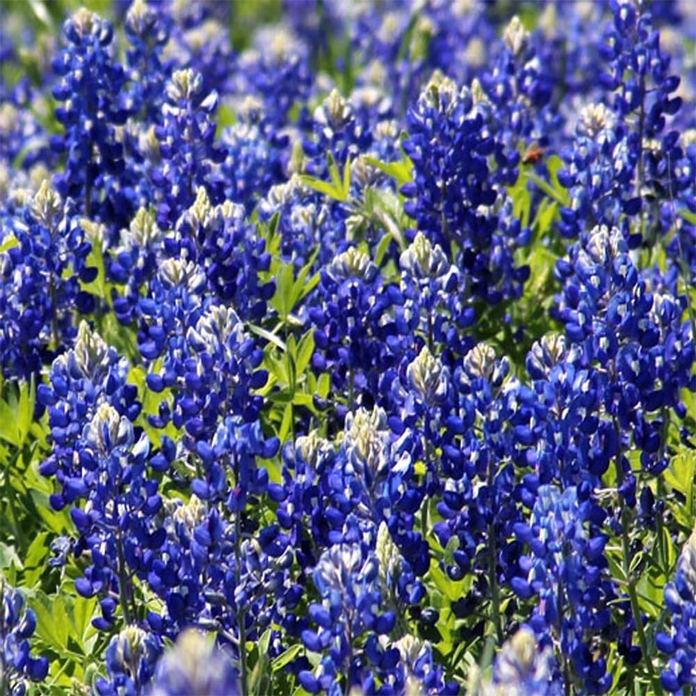 750+ Blue Lupinus Texas Bluebonnet Seeds for Easy, Pollinator-Attracting Blooms