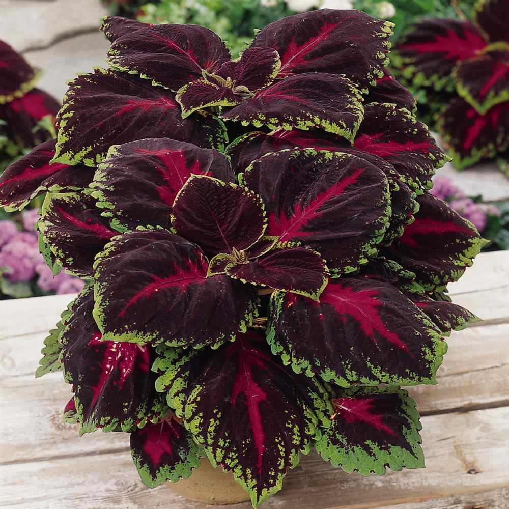 20 Seeds Red Coleus Foliage Plant Seed – Coleus Red Kong Flower Seed