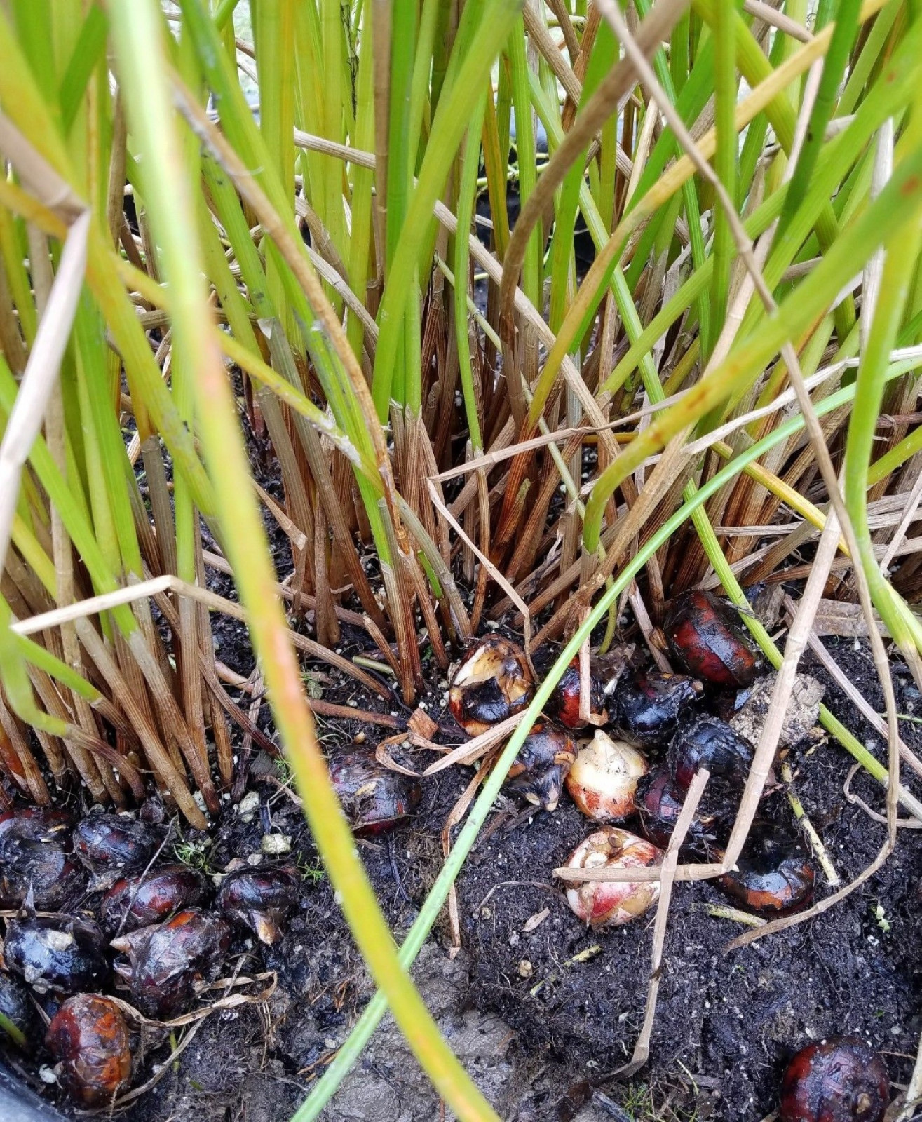 CHINESE WATER CHESTNUTS 16 bulbs (Eleocharis dulcis), edible, extremely rare