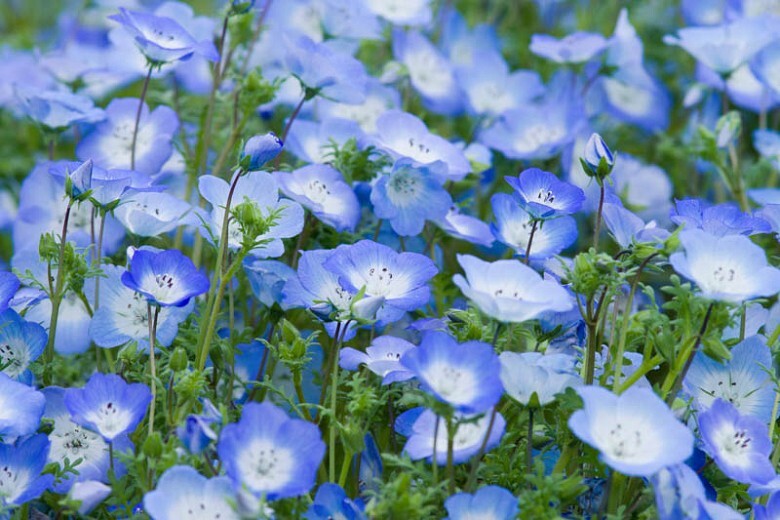 1700+ Baby Blue Eyes Seeds (Nemophila Menziesii) | LOW GROUND COVER FLOWERS