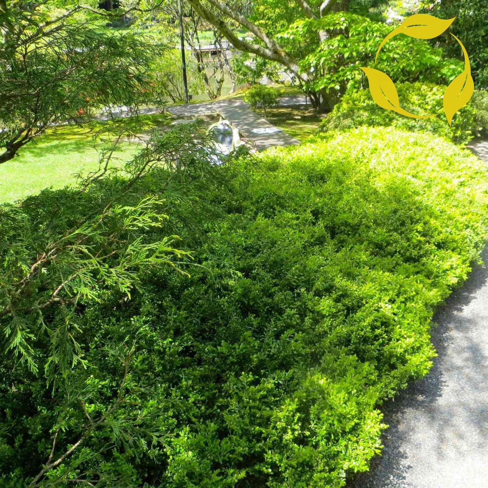 KOREAN BOXWOOD Buxus Microphylla Koreana 10,20 SEEDS
