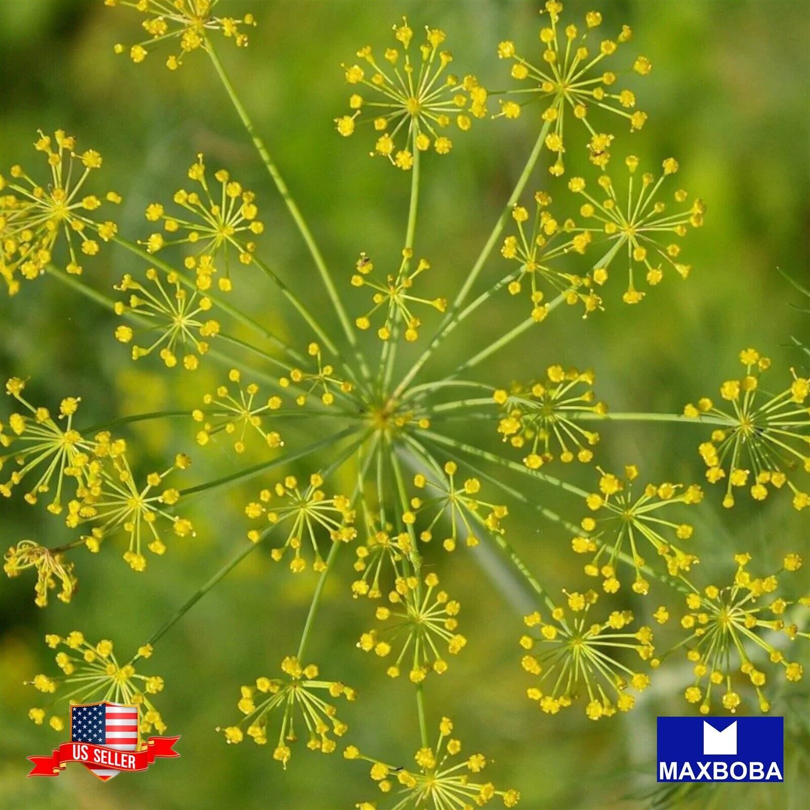 Fresh Bouquet Dill Seeds Organic Non-GMO Heirloom Herb Garden