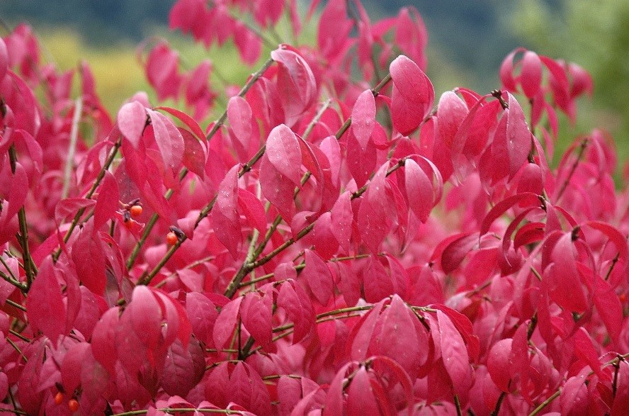 BURNING BUSH (Qty 4) (EUONYMUS ALATUS) originally 20″+ tall,