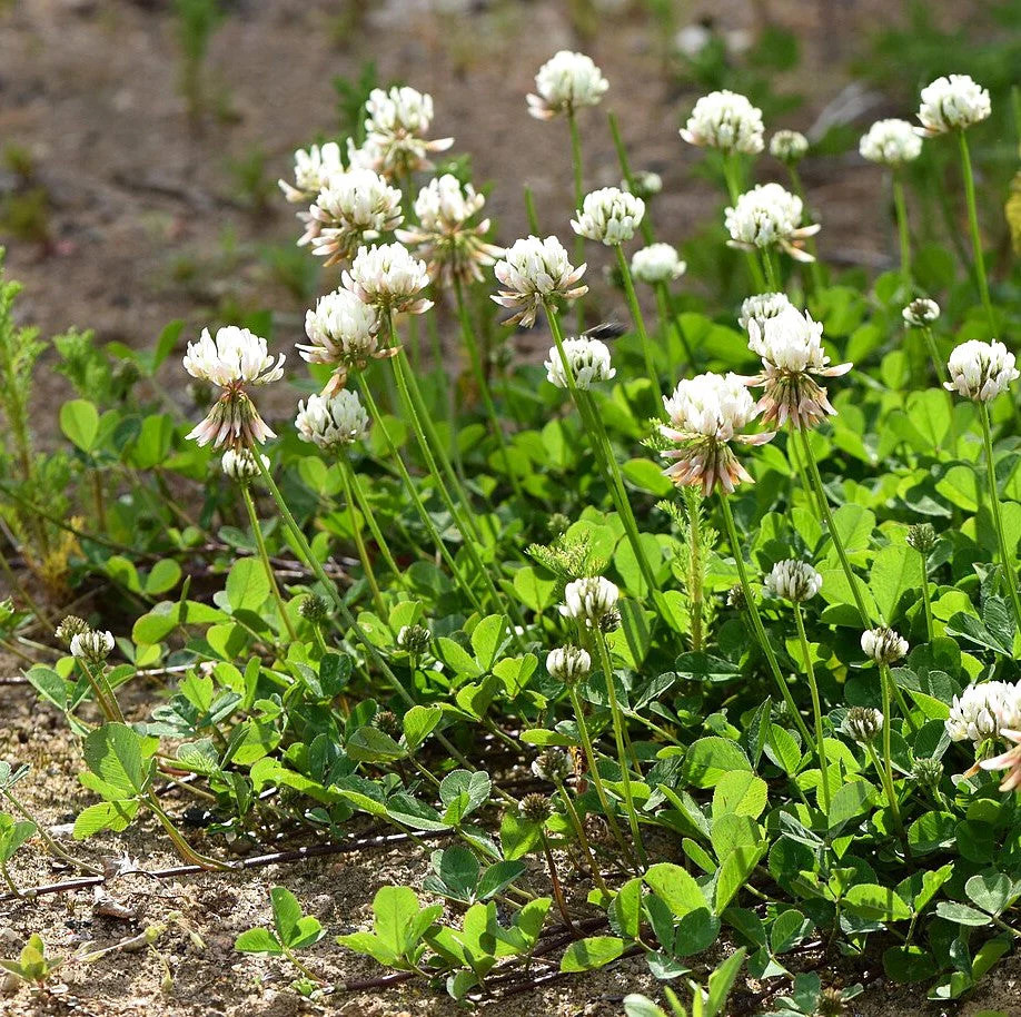 Dutch White Clover Seeds – For 2025 Planting Lush Lawn Cover Landscape Clovers