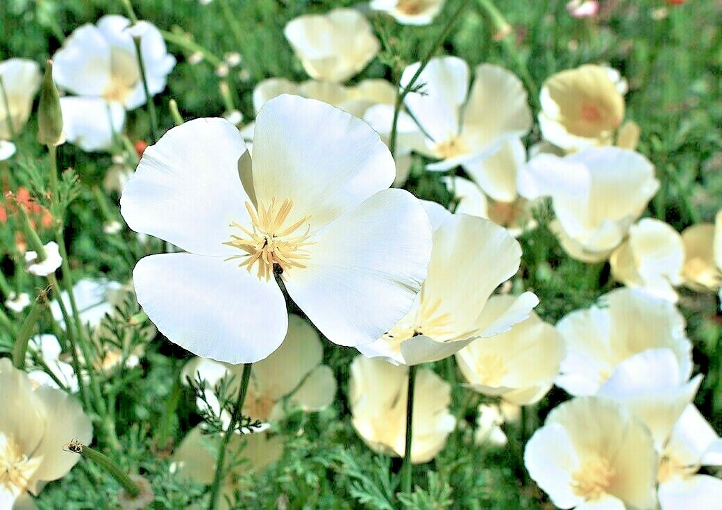 1001+WHITE Linen CALIFORNIA POPPY Flower Seed Native Wildflower Garden Container