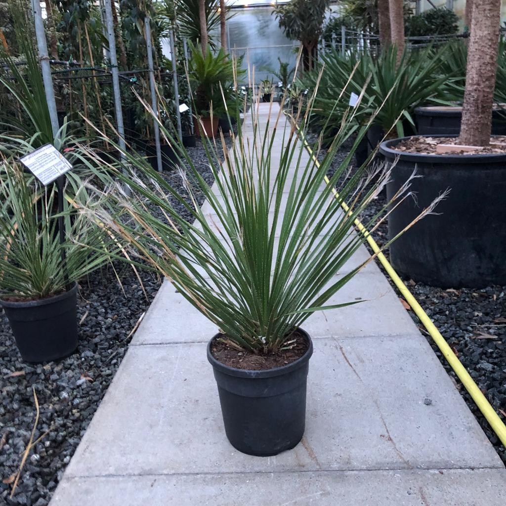 Green Sotol, Dasylirion acrotriche 5 Seeds Free Shipping!
