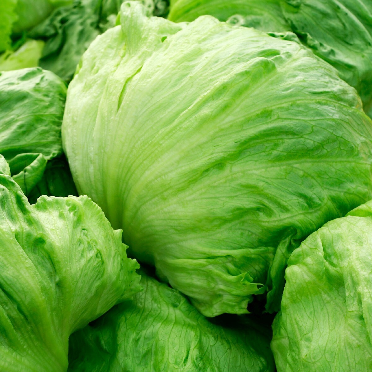 1/4 Lb Iceberg Batavian Lettuce Seeds – Everwilde Farms Mylar Seed Packet