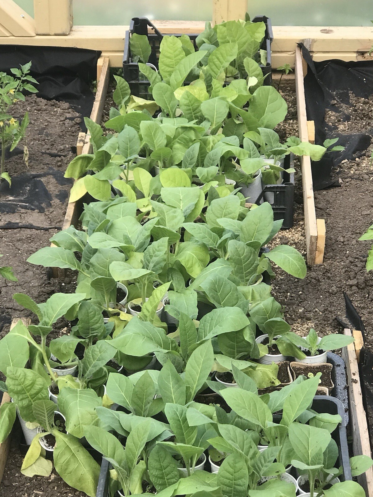 Catterton tobacco seeds adapted in Europe