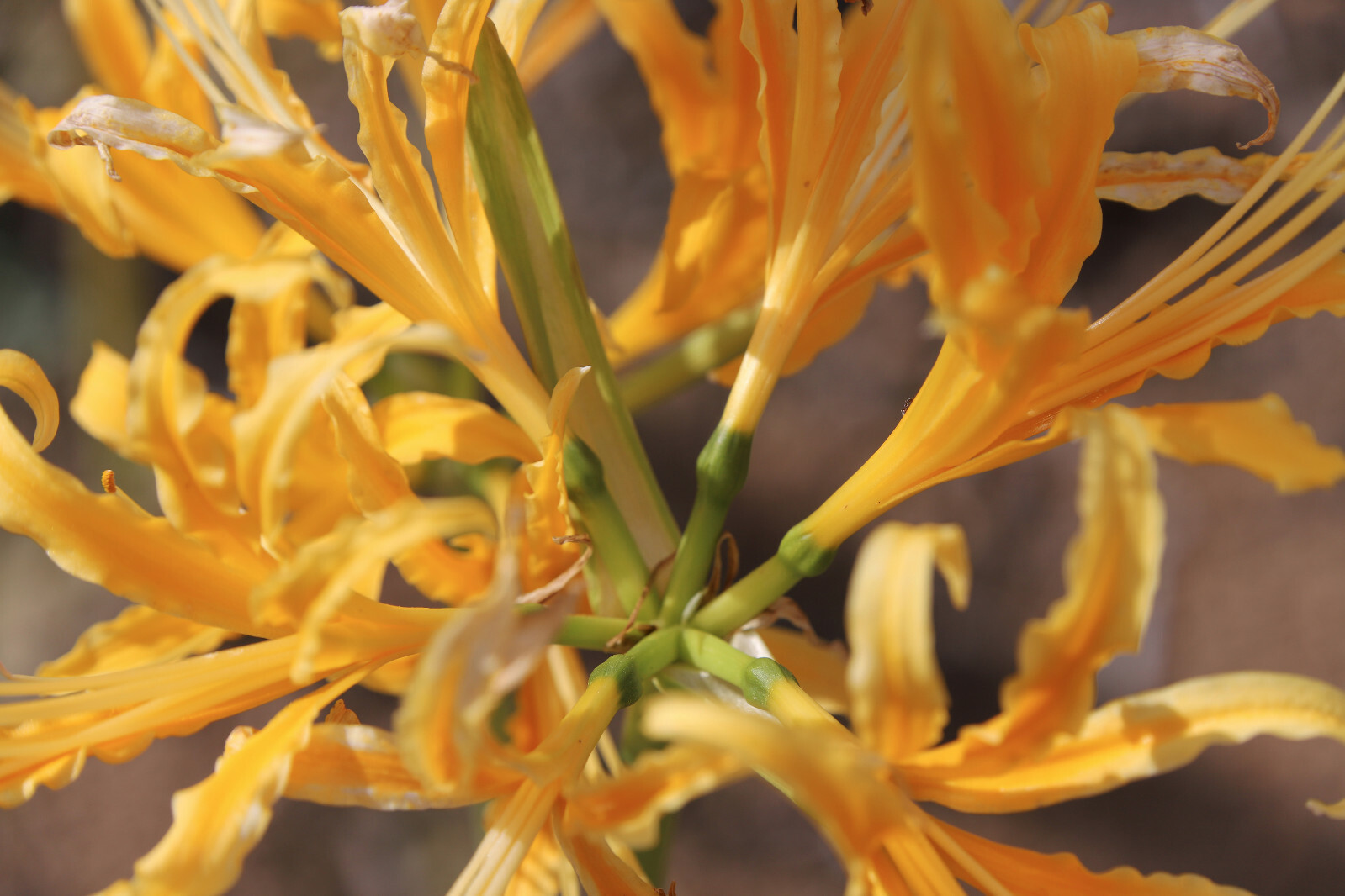 Fresh Flower Bulb(s) – Lycoris aurea var. surgens – 1 Bulb