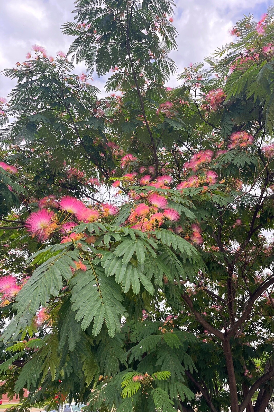 FRESH Mimosa Silk Tree Seeds, (Fast Growing)