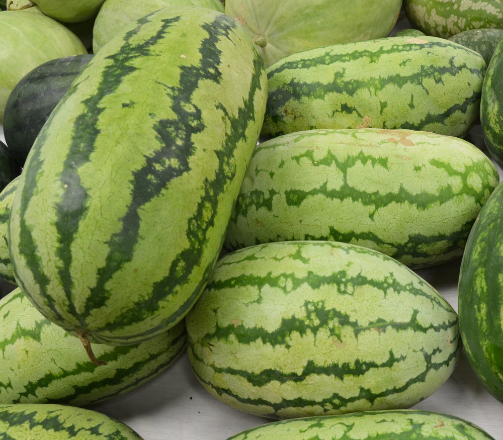 40+JUBILEE WATERMELON Seeds Heirloom Organic Vine 25-30lbs Summer Garden Easy
