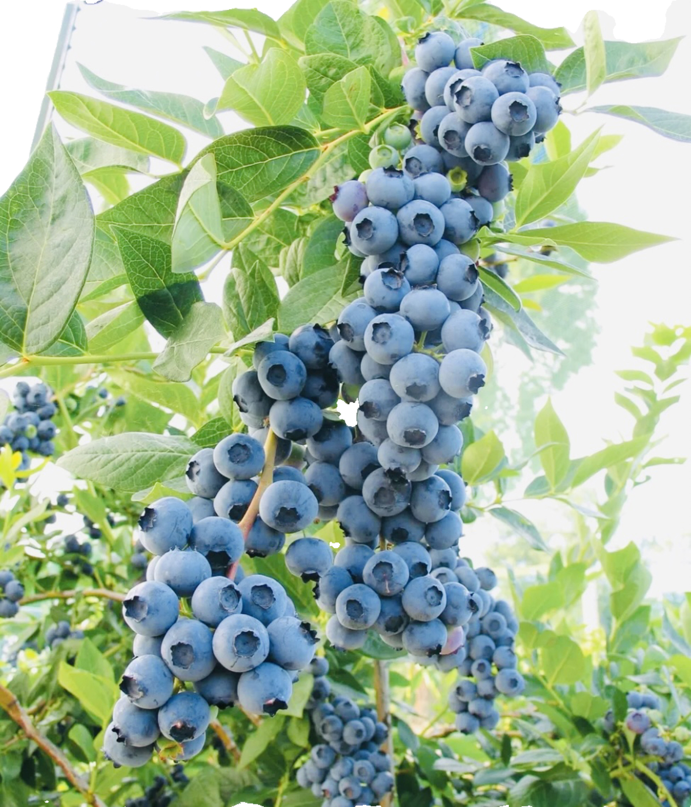 200+ BLUEBERRY FRUIT SEEDS SWEET NON GMO FRESH HARVEST FREE SHIPPING