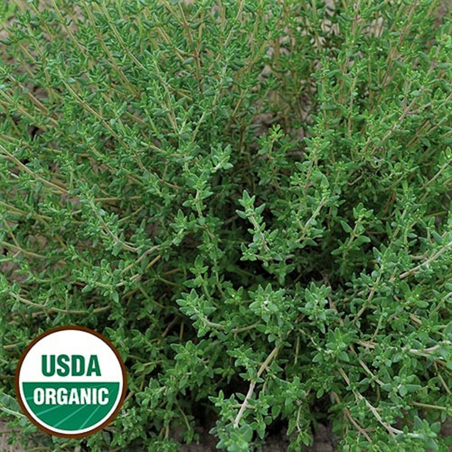 Common Thyme Organic Herb – Heirloom Non GMO 300+Seeds Fragrant- FREE Shipping  