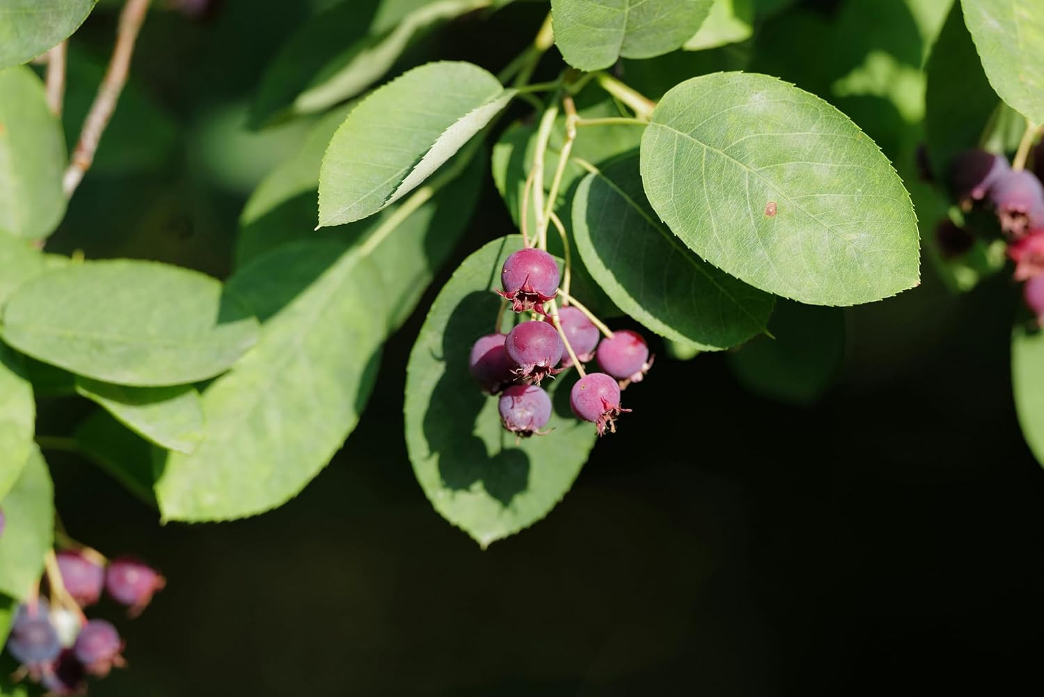 100+ Saskatoon Serviceberry Seeds for Planting – Amelanchier Alnifolia Berry See