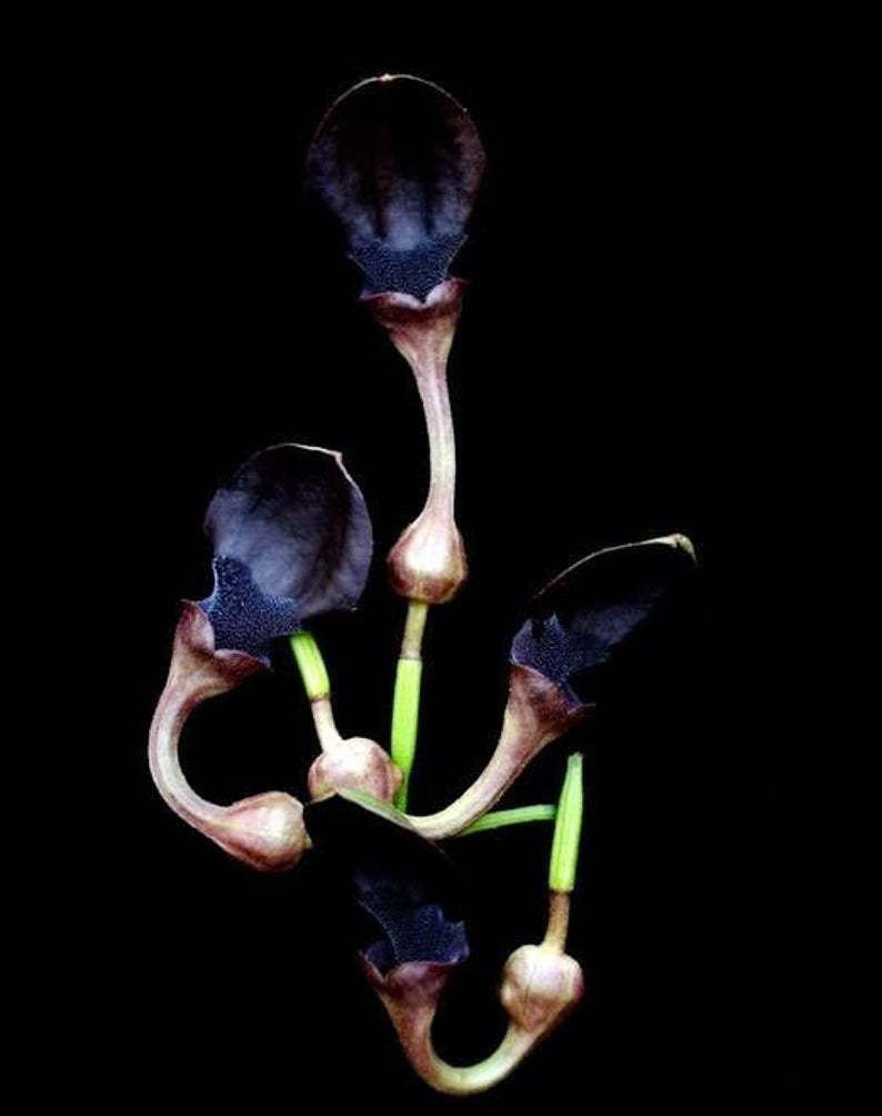 Aristolochia pothieri 10 seeds