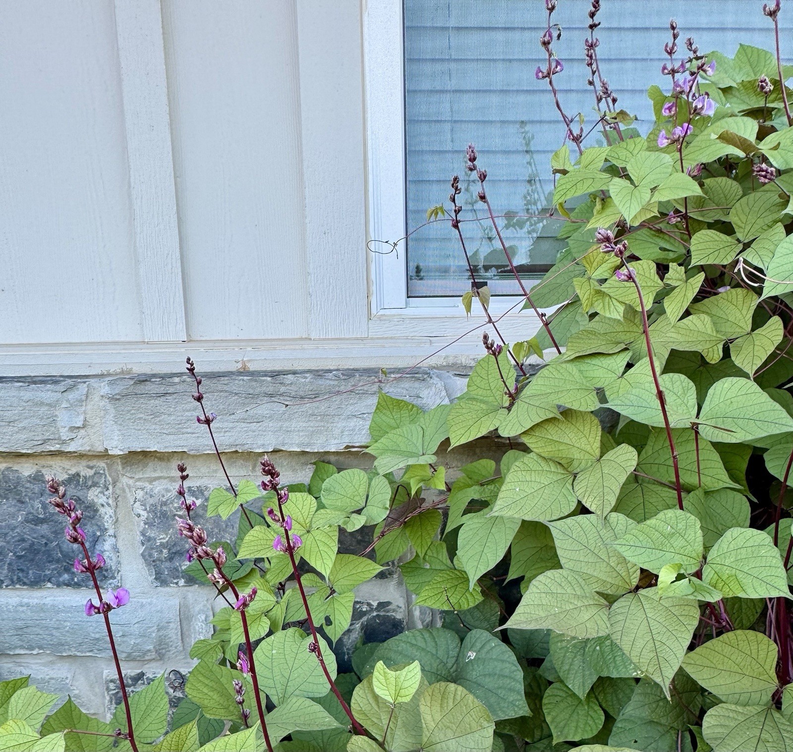 Purple Hyacinth Bean Vine Seeds Fresh Harvest Fall 2026 BULK Seeds/Order