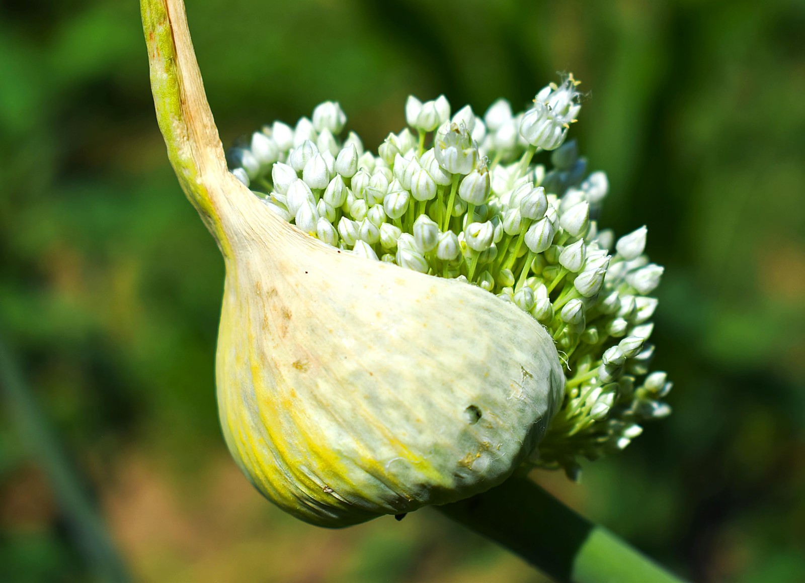 Seeds Wild Garlic 100+ Seeds to Grow Allium Ursinum Ramsons Long-Lived Perenn…