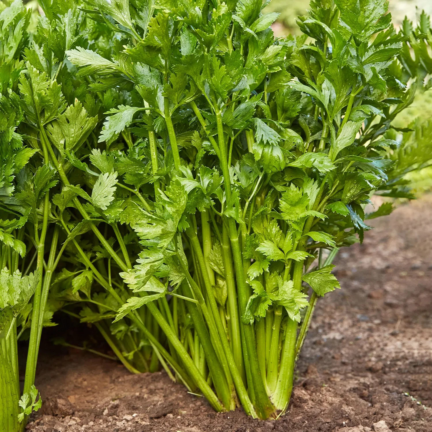 Tall Utah 52-70 Celery 250 Seeds Salad Soup Vegetable Seeds