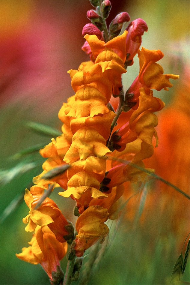 Snapdragon Seeds, Orange Wonder, Orange Snapdragons, Non-Gmo Heirloom, 100ct
