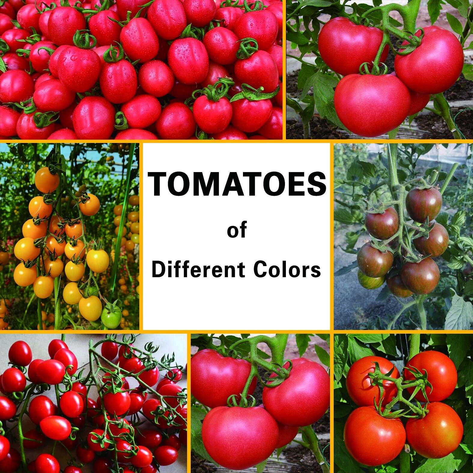 Seven different colors and sizes of tomatoes
