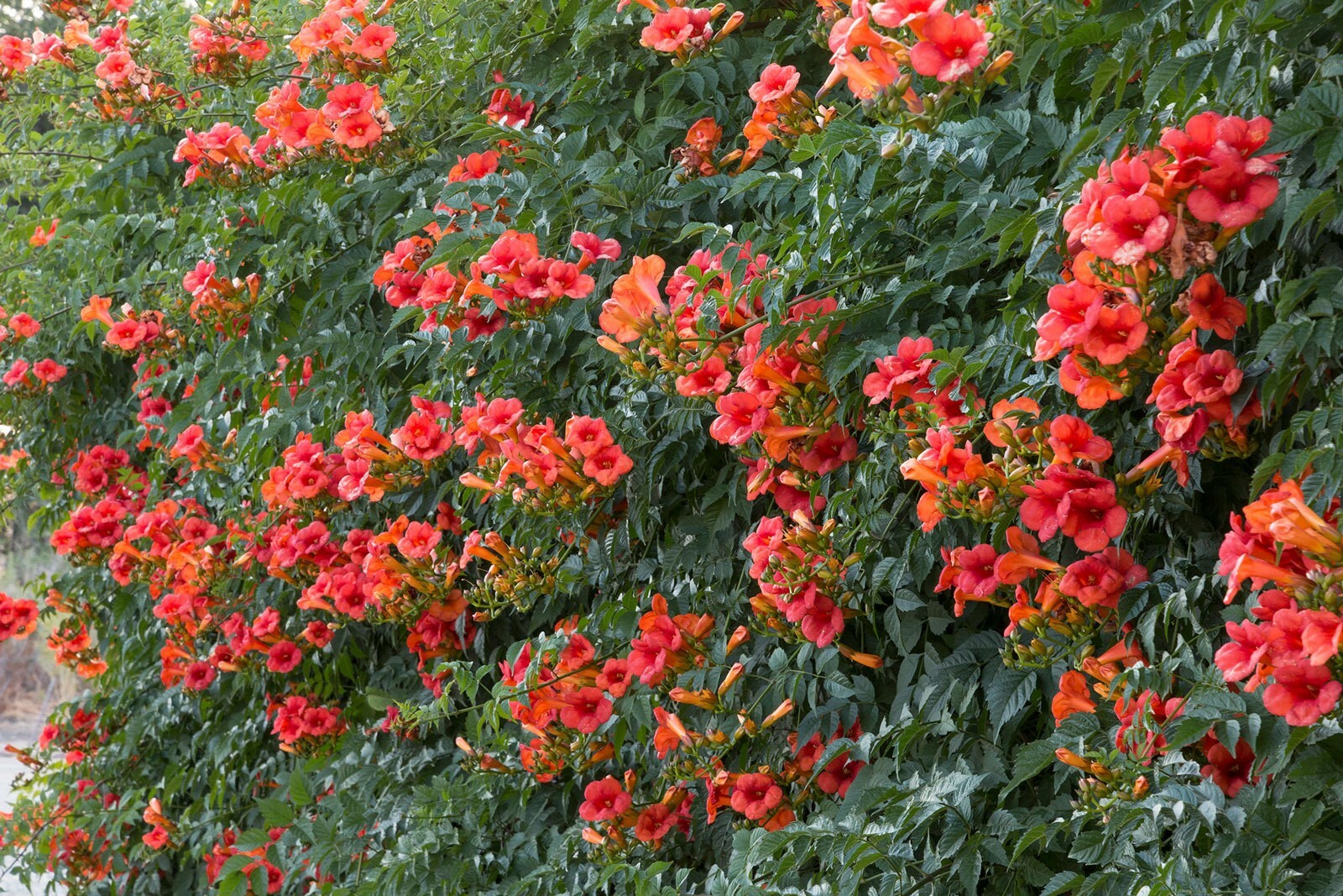 Campsis tagliabuana Madame Galen | 10_Seeds