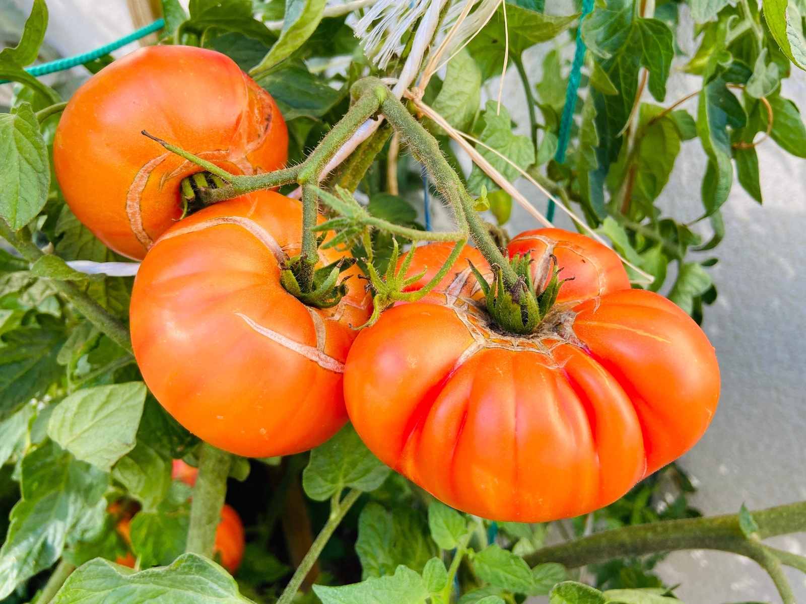 50 PINEAPPLE TOMATO Heirloom Beefsteak Indeterminate Solanum Fruit Vegetable See