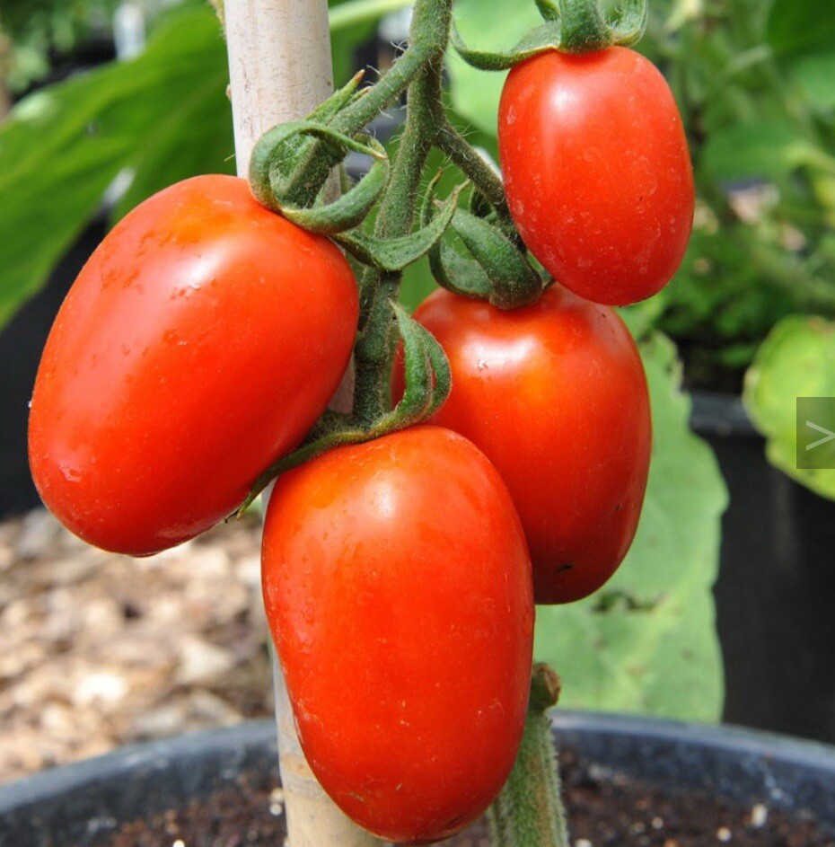 50 Amish Paste Tomato Seeds Paste | Organic | Free Shipping