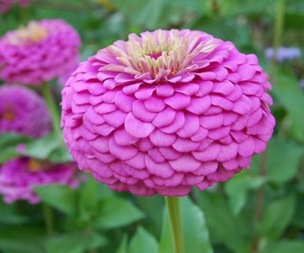 ZINNIA Elegans Flower Seeds * PUMILA MIX * Dahlia Bouquet Heirloom Seed Pick Qty