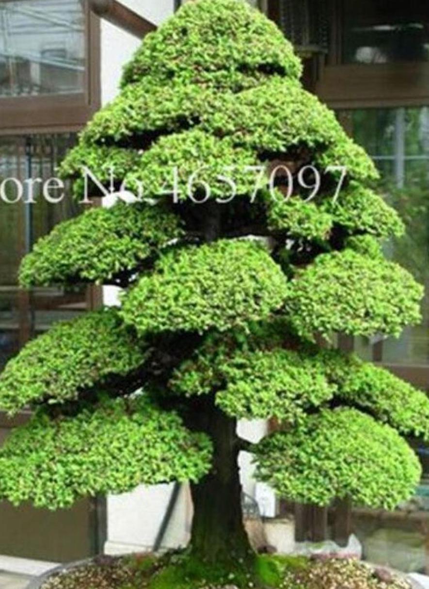20 EXOTIC rare BONSAI PINE SEEDS for garden flower plant tree USA SELLER USPS