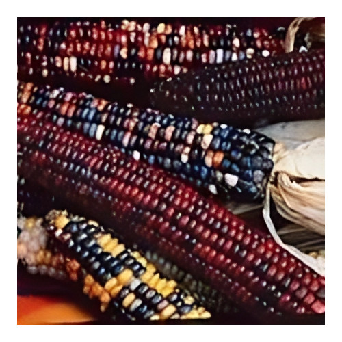 Corn Indian Ornamental Heirloom Vegetable 60 Seeds