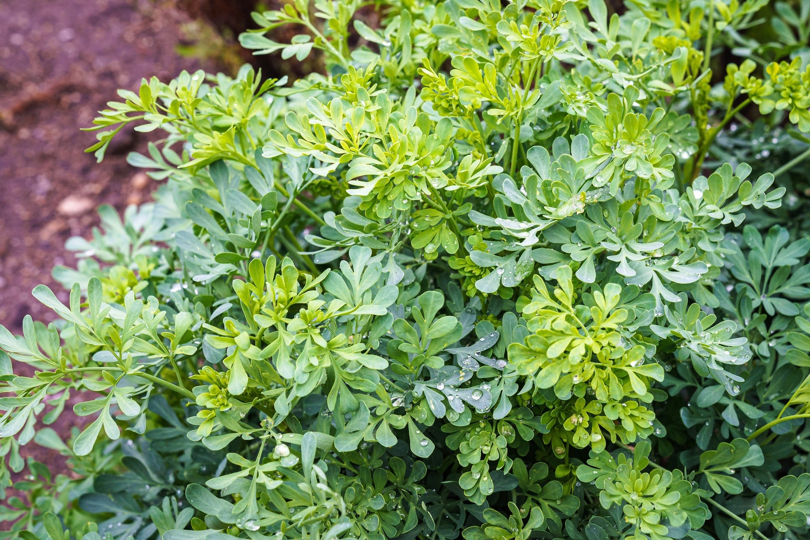 50 YELLOW RUE Herb of Grace Common Ruta Graveolens Fragrant Evergn Flower Seeds