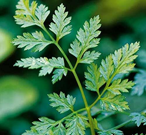 Chervil Great Garden Herb by Seed Kingdom Bulk 1/4 lb Seeds