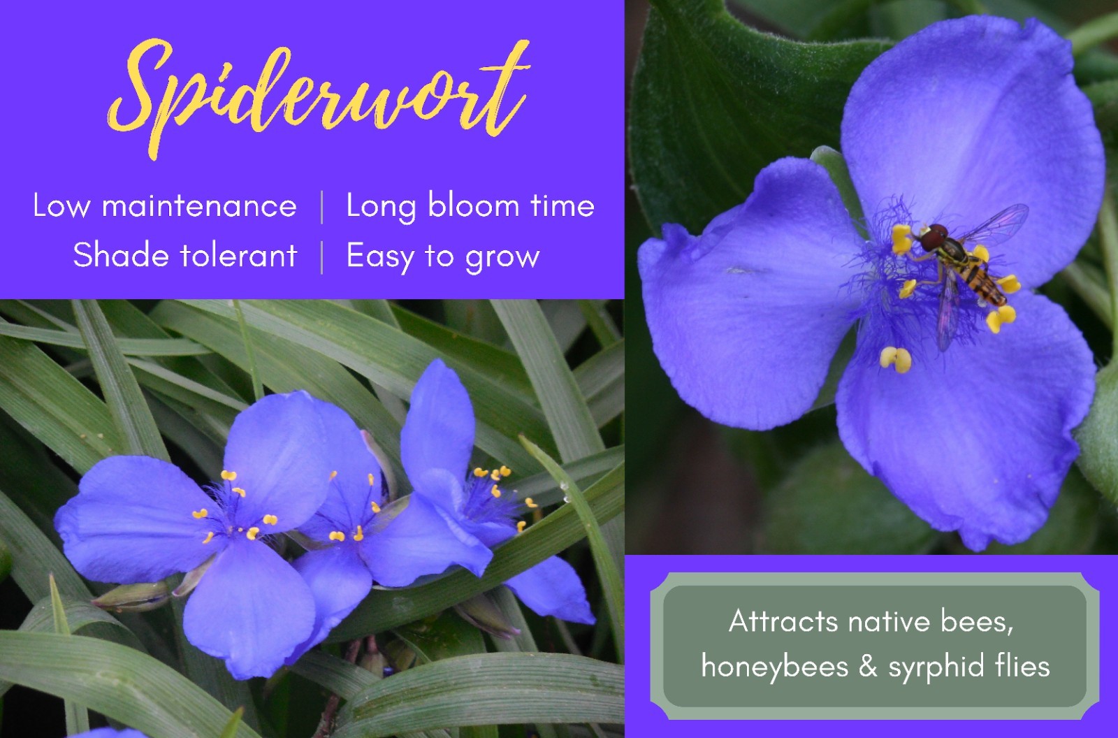 15+ Blue Ohio Spidewart plants bearoot with soil perennial blooms all summer