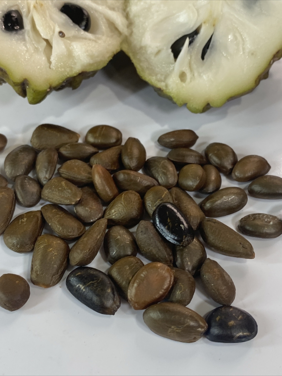 20 Seeds Brand New Fresh custard Sugar apple seeds / hột mãng cầu USA Seller