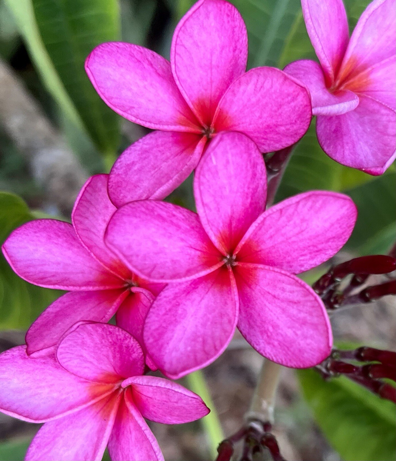 Plumeria Frangipani Dark Hot Pink 10 Seeds Hawaii Lei Flower Tree FL Fresh 2024