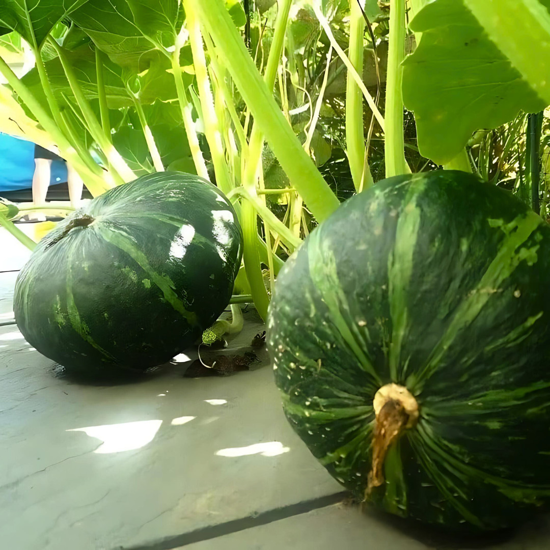 Fresh Japanese Kabocha Pumpkin 10 Seeds | Heirloom | Non-GMO | Asian Vegetables